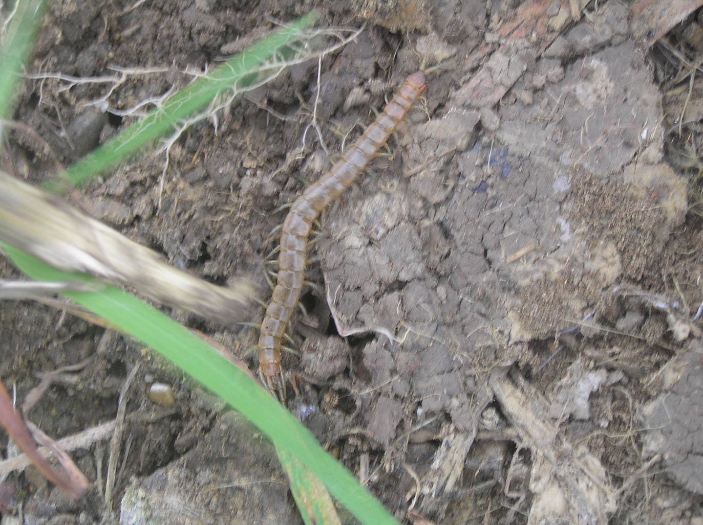 Scolopendra oraniensis